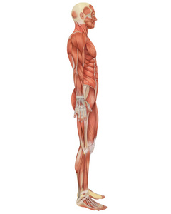 人体肌肉侧面图片