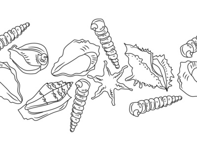 不同贝壳的无缝海洋边界