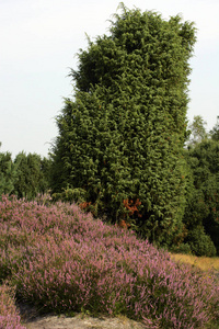 花石楠 Calluna 和杜松 刺柏 树的景观