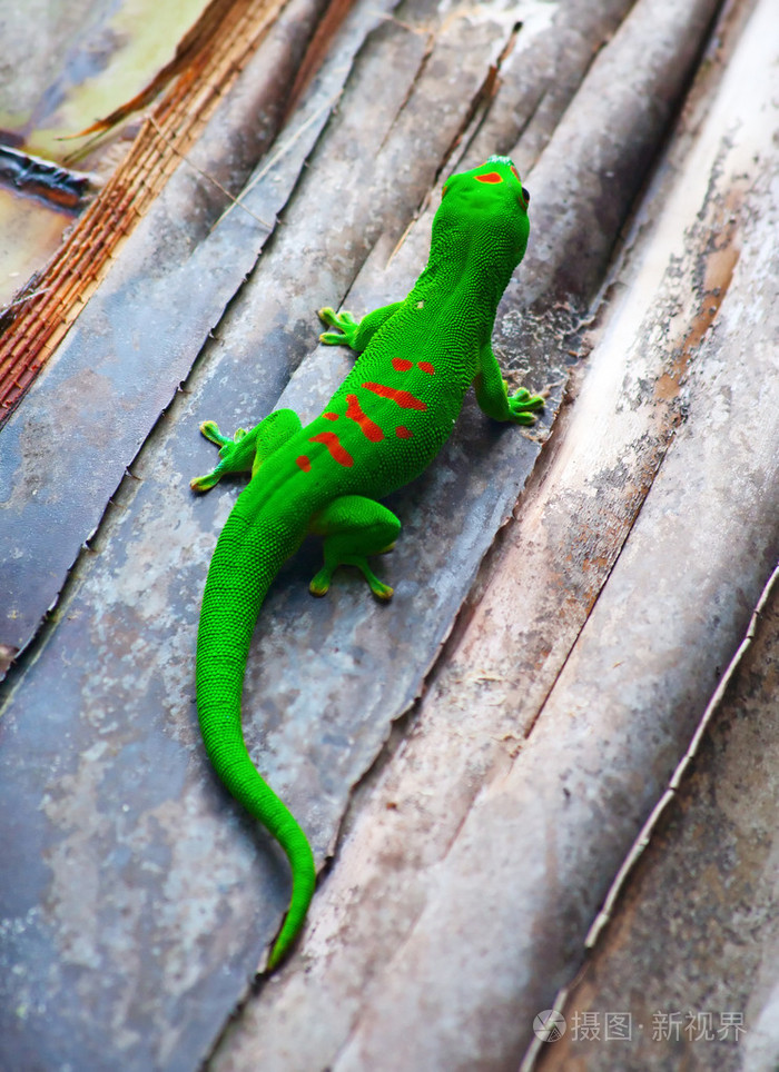 绿色壁虎