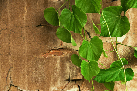 旧水泥墙上的绿叶。