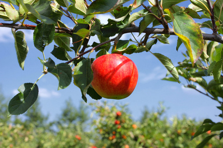 在蓝天下树枝上美丽的红苹果