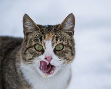 冬天猫在户外舔图片