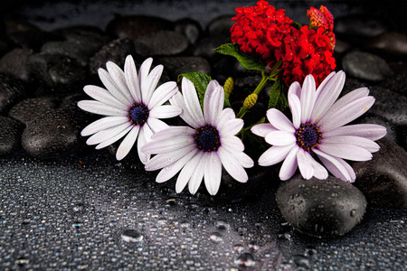 美丽的白色鲜花，用石头在深色背景上