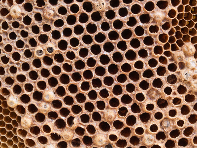 蜂巢形格式 蜂房形格式图片