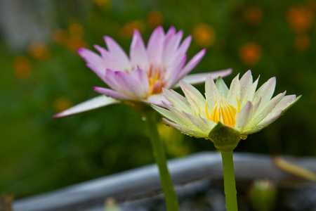 黄色的莲花或睡莲花在池塘里