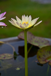 黄色的莲花或睡莲花在池塘里