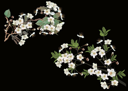白樱花树枝上黑