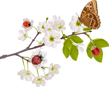 樱桃树花 bug 和蝴蝶