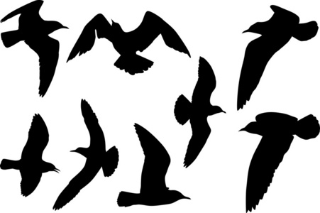 组的八个海鸥剪影