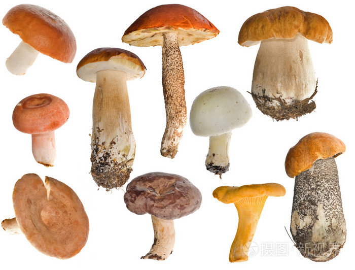 食用蘑菇收集