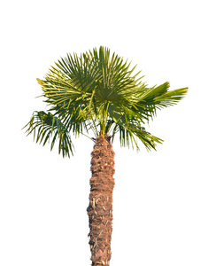 白色背景的棕榈树