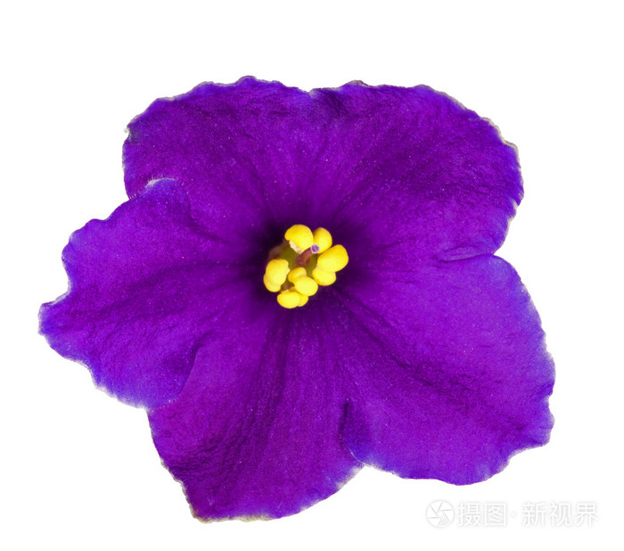 深蓝五瓣紫罗兰