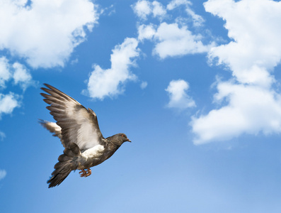 天空中飘着云照片