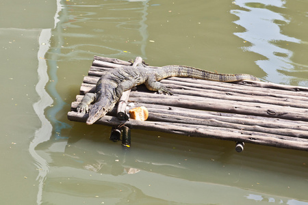 监控蜥蜴躺在木筏上