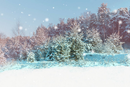 冬季景观。白色雪花的圣诞背景。冬日森林里的阳光