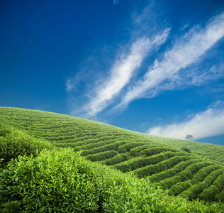 茶坊 茶园 茶场图片