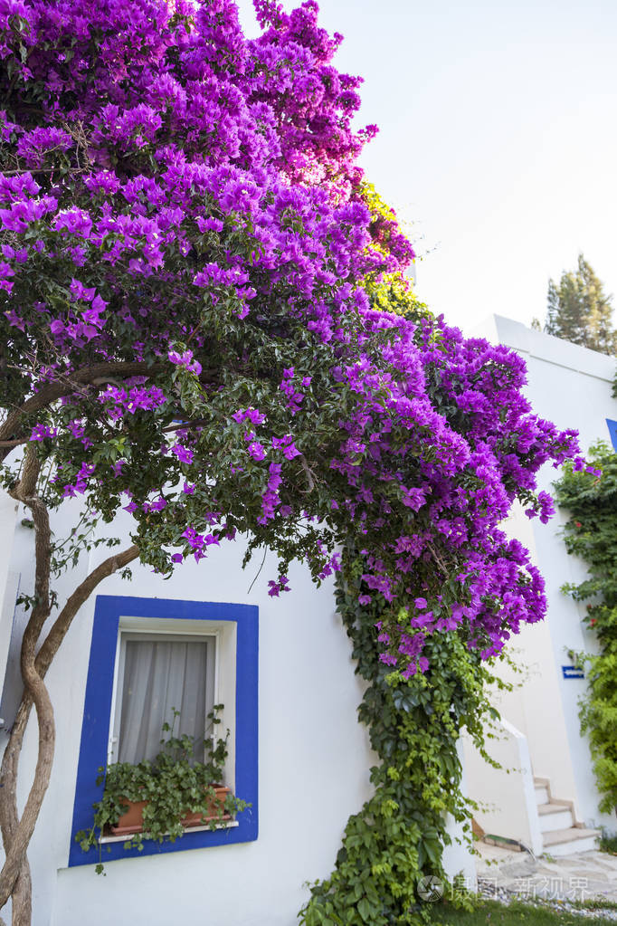 豪华度假地的美丽花园