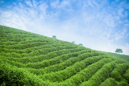 茶坊 茶园 茶场