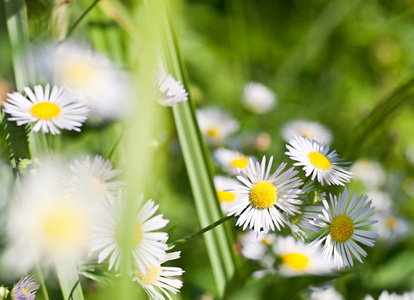 夏日的草地上开着白花