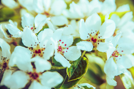 春天自然背景的美丽新鲜苹果树枝与花