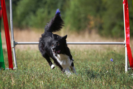 狗和跳板边境牧羊犬跳过障碍图片