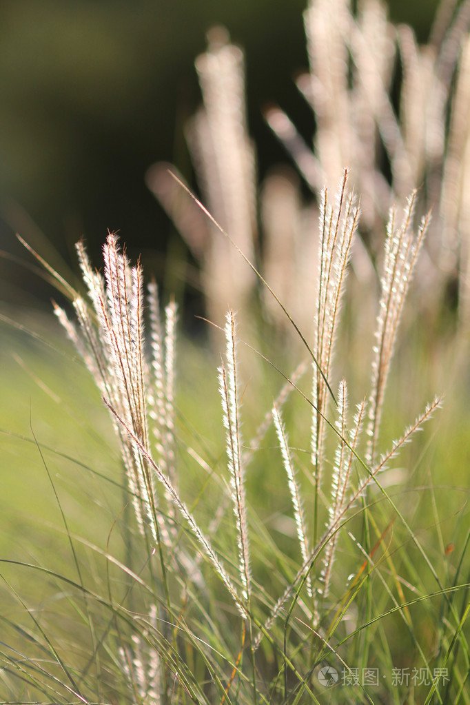阳光下的白草