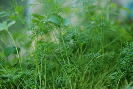 刚出土小茴香苗图片图片