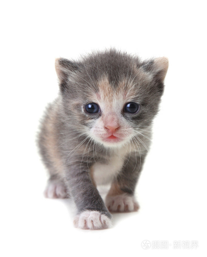 白色背景上可爱的小猫宝宝