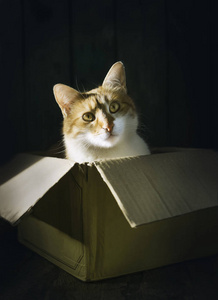 猫坐在黄色的纸板盒, 猫的生活