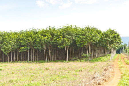 农业橡胶树和植物生长图片