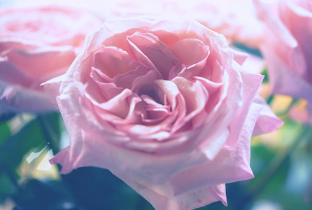 美丽的玫瑰花卉