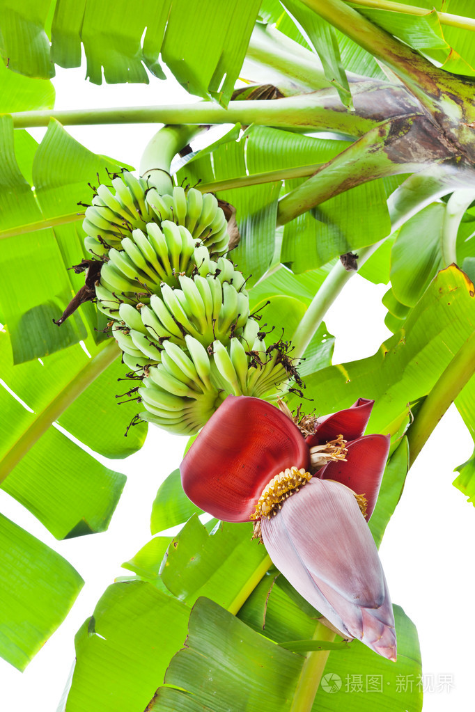 农业和种植园的香蕉花和束
