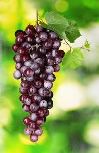 绿色背景下成熟的红葡萄