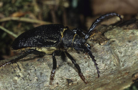 长角或长角甲虫朊病毒