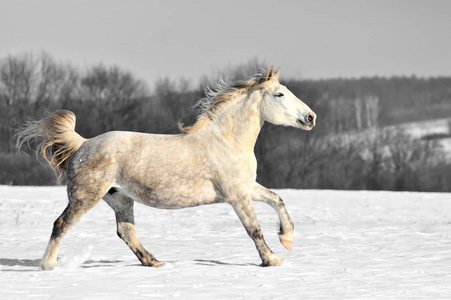 黑白摄影与彩色马