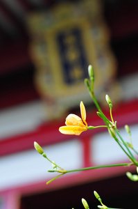 中国庙宇前的黄花