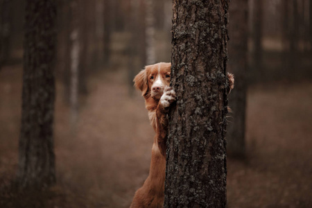 在树林里的狗。新斯科舍省鸭收费猎犬在 tr