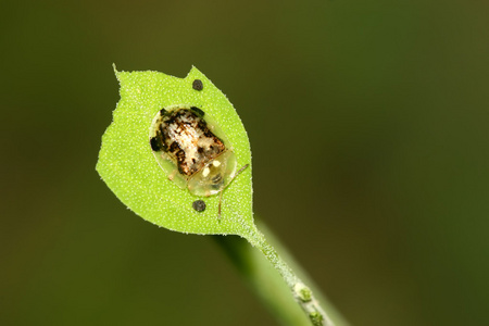 昆虫 insect的名词复数  虫类