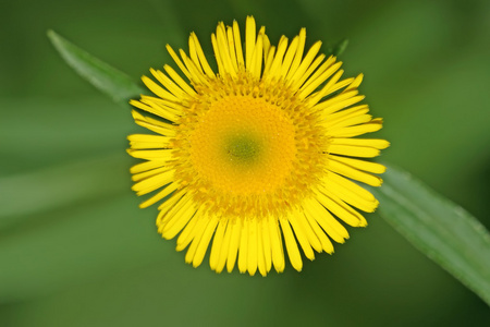 野生植物