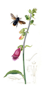 昆虫和植物的例证。英国昆虫学。18231840