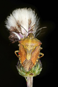 Carpocoris fuscispinus 虫坐在花上