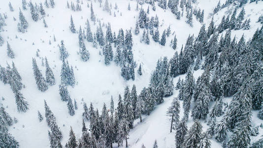 山上白雪覆盖的圣诞树鸟瞰图