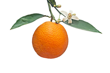 橙色，花在白色背景上