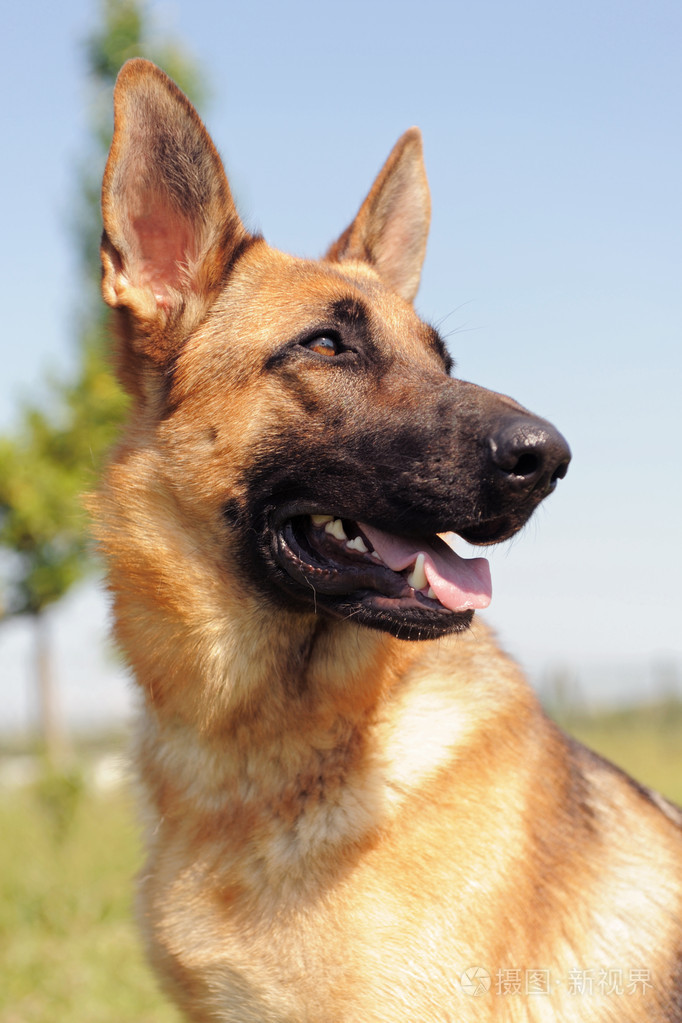 德国牧羊犬,阿尔萨斯狼犬