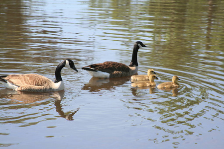 鹅家庭在湖中游泳