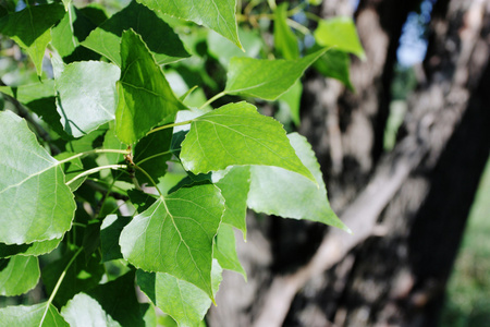 杨树的叶子图片-杨树的叶子素材-杨树的叶子插画-摄图新视界