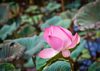 莲花水生植物