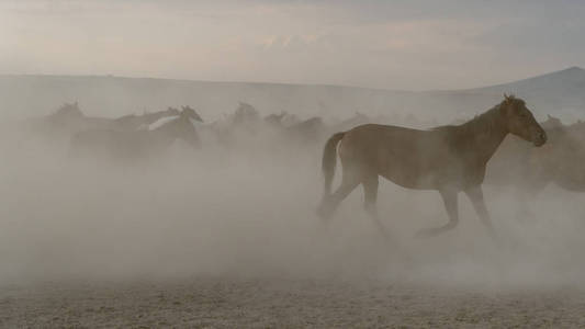 马奔跑在尘土中驰骋