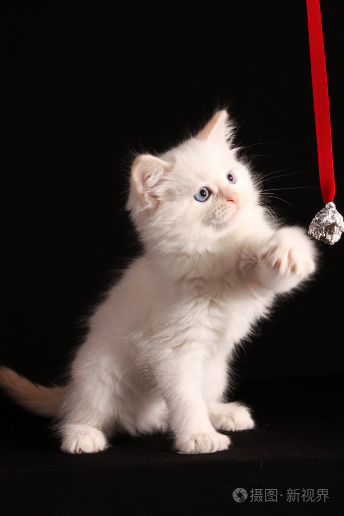 黑色背景的小白猫